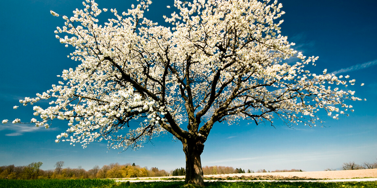 Árboles y arbustos que florecen en primavera