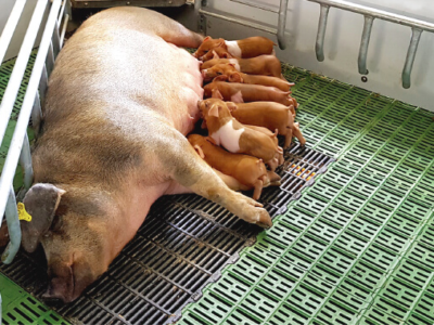 La seguridad alimentaria y el bienestar animal: un binomio indispensable en el sector porcino