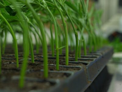La UPC School ofrece un nuevo posgrado en Tecnologías de Producción y Transformación del Cannabis