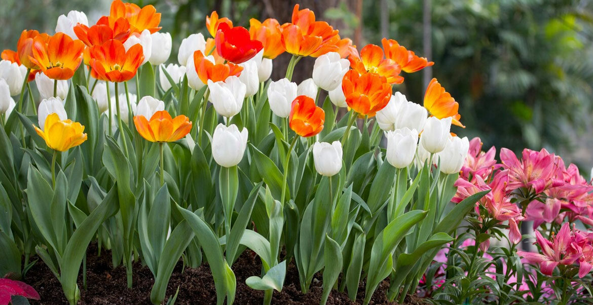 Descubre la belleza de la primavera: 10 flores ideales para plantar