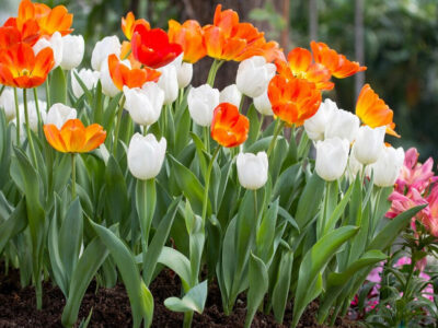 Descubre la belleza de la primavera: 10 flores ideales para plantar