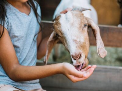 Bifeedoo lidera la transición hacia una ganadería más sostenible con su pienso ecológico para cabras