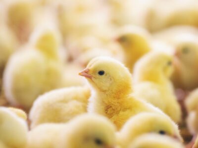 Veganuary celebra la ‘Semana sin Pollo’ para promover las alternativas vegetales a la carne y los huevos