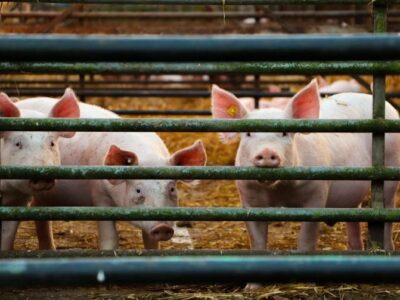 El pienso ecológico para cerdos de Bifeedoo, una solución capaz de reducir el uso de fármacos en la ganadería porcina