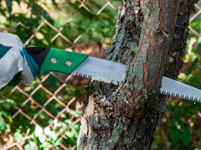 Herramientas de poda: ¿Cuáles son las más efectivas y cuándo es necesario un profesional?