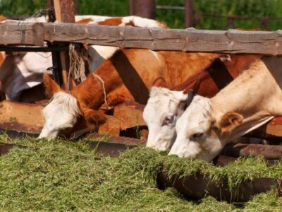 Bifeedoo impulsa un inicio de año sostenible con soluciones ecológicas para granjeros