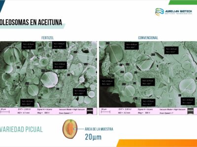 Fertizel «biohackea» la aceituna dando un 15% más de oleosomas, 25% más de cosecha y reduce la vecería