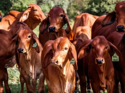 Bifeedoo refuerza la inmunidad del ganado con piensos ecológicos durante el invierno