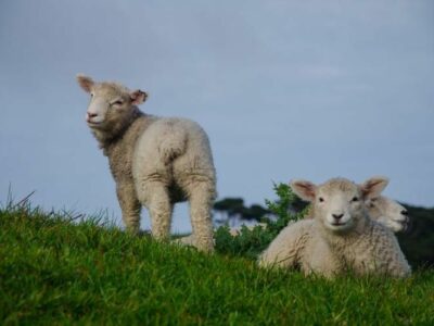 Bifeedoo destaca su pienso ecológico para corderos capaz de transformar la nutrición durante la primavera