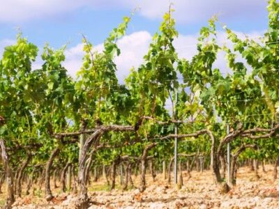 Bodegas Obergo y la importancia de la poda en verde para la calidad del viñedo