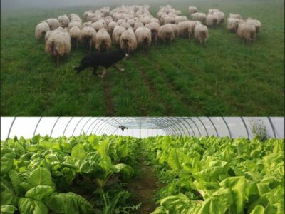 LORRA tutoriza ocho proyectos de emprendizaje en el primer sector de Bizkaia