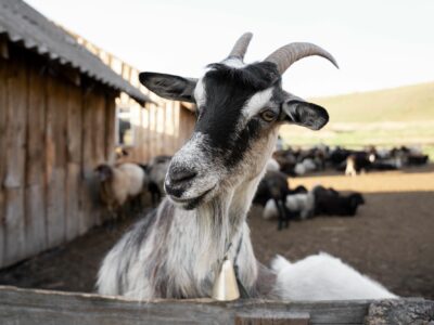 Bifeedoo impulsa la salud y productividad del ganado caprino con pienso ecológico durante la primavera