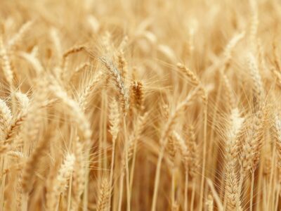 Productos Monti realiza nuevas declaraciones sobre sus valores y filosofía en torno a la cultura ecológica