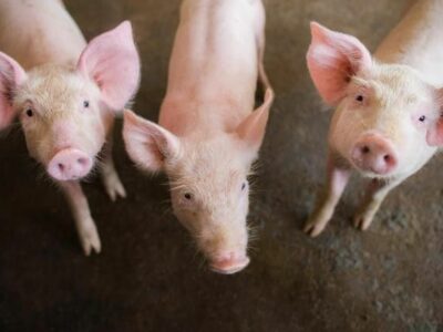 Bifeedoo mejora la salud y productividad del ganado porcino con su pienso ecológico para cerdos