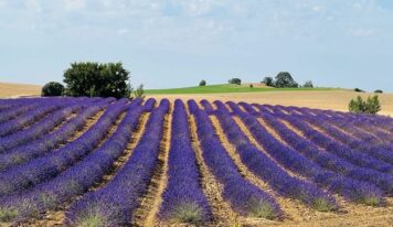 Ener2crowd entra en el sector de la agricultura sostenible con proyectos que ofrecen rendimientos anuales de hasta el 10%