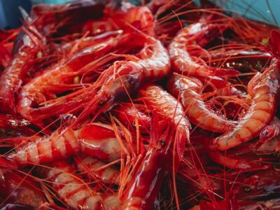 MSC celebra en CONXEMAR 2025 la sostenibilidad de la pesca ibérica y destaca la entrada de la gamba roja de Palamós en su Programa de Mejora