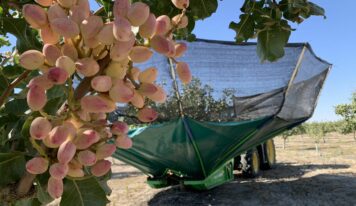 Grupo Pistacyl prevé quintuplicar el volumen de pistacho recogido en Castilla y León en una excelente campaña 2025