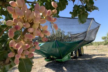 Grupo Pistacyl prevé quintuplicar el volumen de pistacho recogido en Castilla y León en una excelente campaña 2025