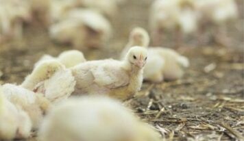 Bifeedoo refuerza su oferta ecológica avícola