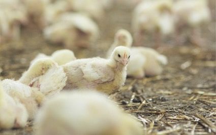 Bifeedoo refuerza su oferta ecológica avícola