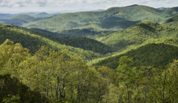 El documental Forested Future invita a reconectar con el mundo natural y los grandes bosques del planeta