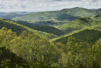 El documental Forested Future invita a reconectar con el mundo natural y los grandes bosques del planeta