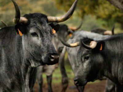 Castilla Gourmet destaca la carne de Morucha como emblema de la calidad nacional y el origen sostenible