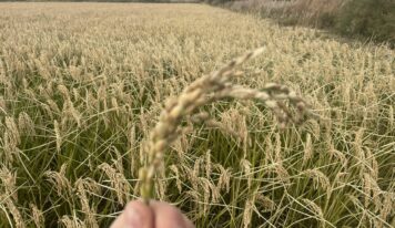 BioPalacín Planet impulsa las ventas de arroz ecológico gracias a la concienciación sobre salud y medio ambiente