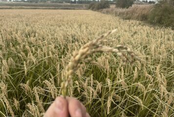 BioPalacín Planet impulsa las ventas de arroz ecológico gracias a la concienciación sobre salud y medio ambiente