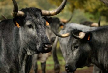 Castilla Gourmet destaca la carne de Morucha como emblema de la calidad nacional y el origen sostenible