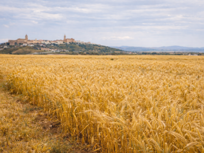 LIFE Innocereal EU confirma que los bioestimulantes mejoran la rentabilidad del cereal