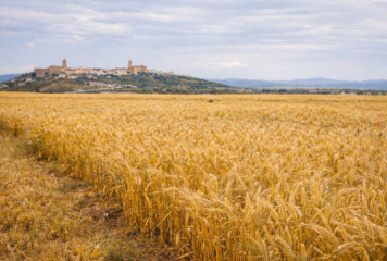 LIFE Innocereal EU confirma que los bioestimulantes mejoran la rentabilidad del cereal