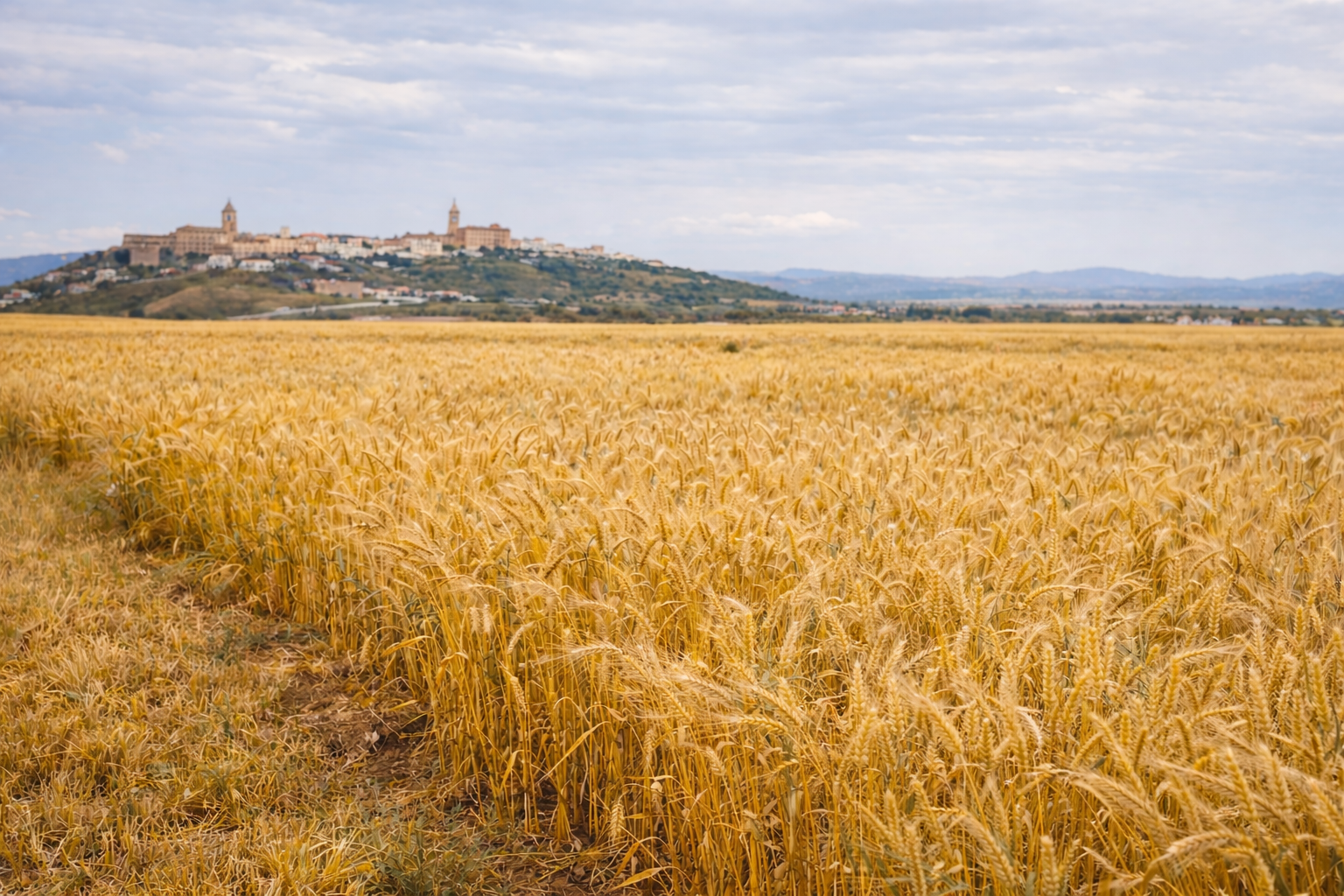 LIFE Innocereal EU confirma que los bioestimulantes mejoran la rentabilidad del cereal