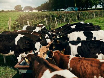 Bifeedoo explica cómo el crecimiento del pienso ecológico para vacas marca una nueva etapa en salud ruminal y producción lechera