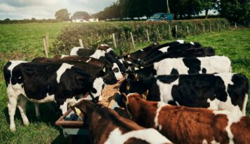 Bifeedoo explica cómo el crecimiento del pienso ecológico para vacas marca una nueva etapa en salud ruminal y producción lechera