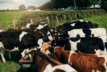 Bifeedoo explica cómo el crecimiento del pienso ecológico para vacas marca una nueva etapa en salud ruminal y producción lechera