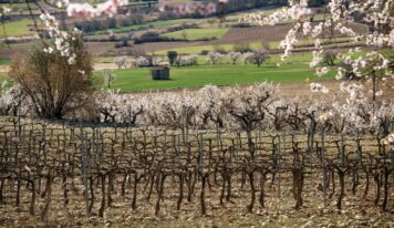 Bodegas Obergo enumera las claves que definen el carácter de su vino tinto del Somontano