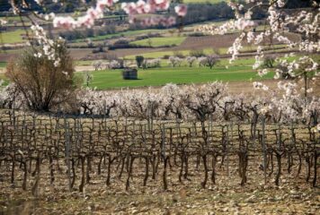 Bodegas Obergo enumera las claves que definen el carácter de su vino tinto del Somontano