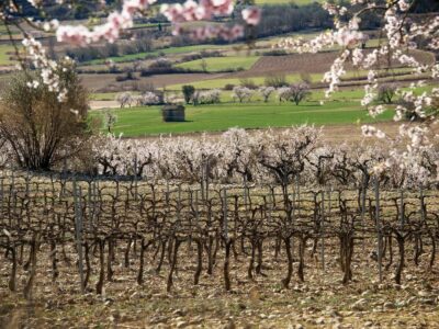 Bodegas Obergo enumera las claves que definen el carácter de su vino tinto del Somontano