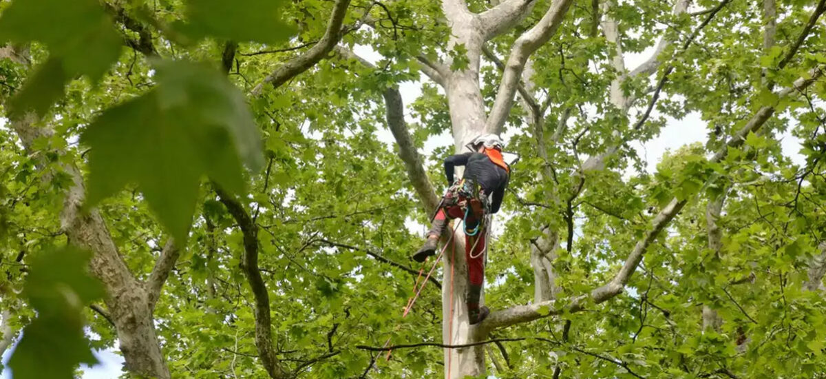 ¿Cuándo es recomendable podar? Guía técnica para cada intervención en jardinería y arbolado