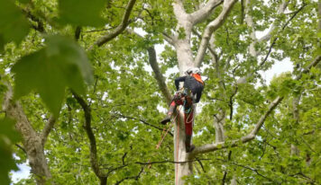 ¿Cuándo es recomendable podar? Guía técnica para cada intervención en jardinería y arbolado