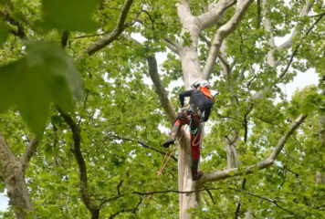¿Cuándo es recomendable podar? Guía técnica para cada intervención en jardinería y arbolado