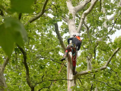 ¿Cuándo es recomendable podar? Guía técnica para cada intervención en jardinería y arbolado