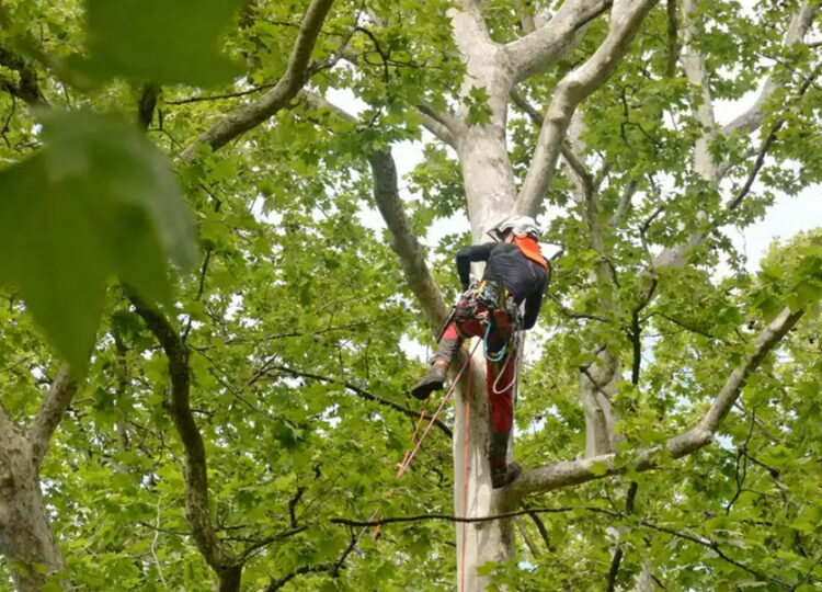 ¿Cuándo es recomendable podar? Guía técnica para cada intervención en jardinería y arbolado