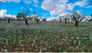 Nace el proyecto ESIL para impulsar la bioeconomía y los servicios ecosistémicos en Castilla-La Mancha