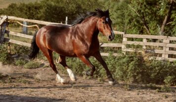 Bifeedoo destaca el valor de la energía natural en caballos mediante su pienso ecológico para caballos