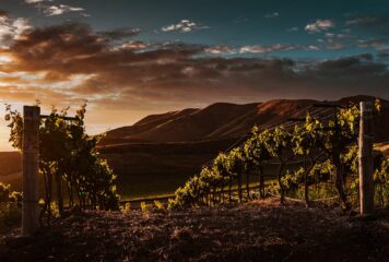Obergo propone nuevos maridajes para su Chardonnay de Obergo en la temporada primaveral