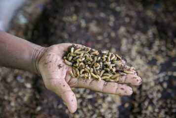 Animals’ View publica un reportaje sobre las granjas de insectos y sus implicaciones éticas