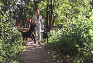 TodoMascota analiza cómo la llegada del buen tiempo transforma las rutinas y cuidados del perro