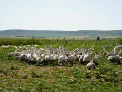 Influencers y periodistas descubren en Palencia el origen del Foie Gras